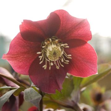 Helleborus Red - Lenteroos