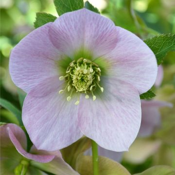Helleborus ViV Alessandra - Lenteroos
