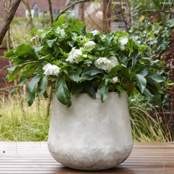 Helleborus ViV Amalia - Lenteroos