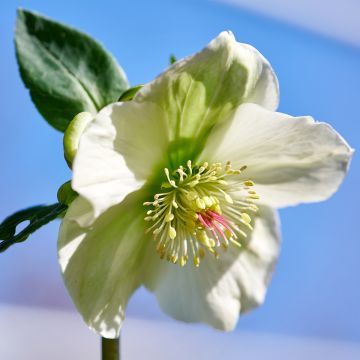 Helleborus orientalis ViV Bianca - Kerstroos