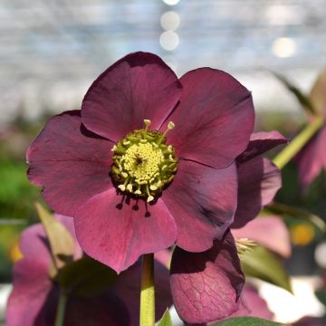 Helleborus ViV Teodora - Lenteroos bio