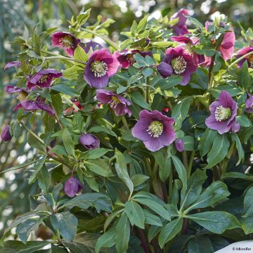 Helleborus ViV Valentina - Lenteroos
