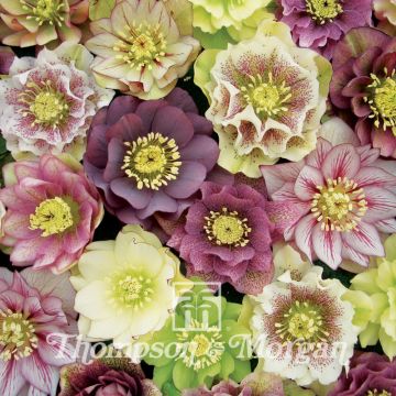 Helleborus Washfield Doubles (zaad)