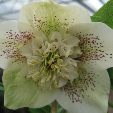 Helleborus Anemone White Spotted - Lenteroos wit gevlekt