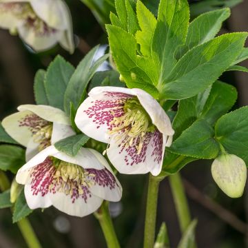 Helleborus Cosmos - Lenteroos