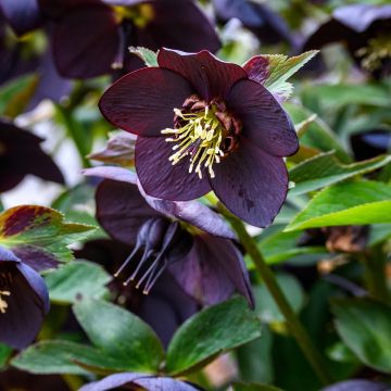 Helleborus Little Black - Lenteroos donker kleinbloemig