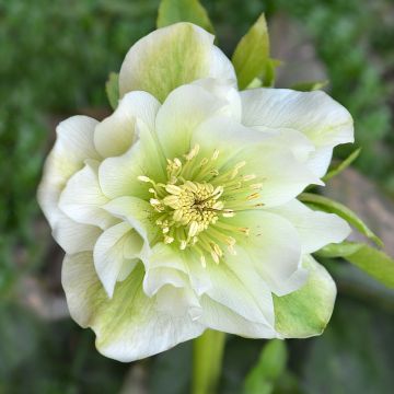 Helleborus Mrs Betty Ranicar - lenteroos crème tot zachtroze