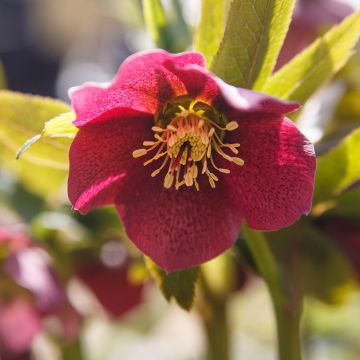 Helleborus Red Hybrids - Lenteroos