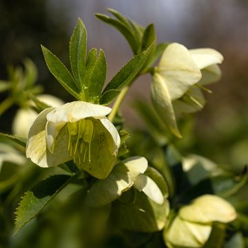 Helleborus Yellow Lady - Lenteroos