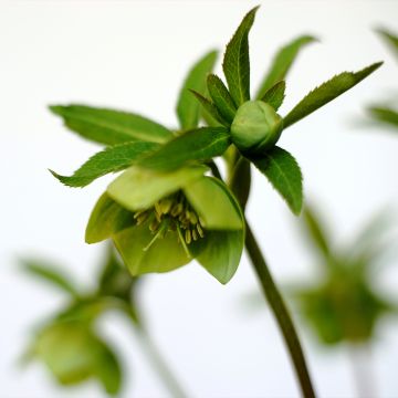 Helleborus multifidus - nieskruid