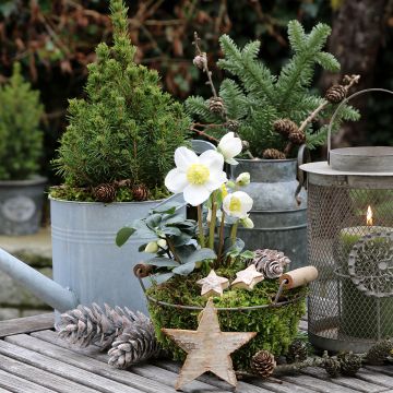 Helleborus niger - Kerstroos