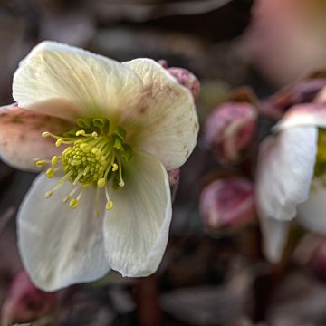 Helleborus nigercors Emma - Kerstroos