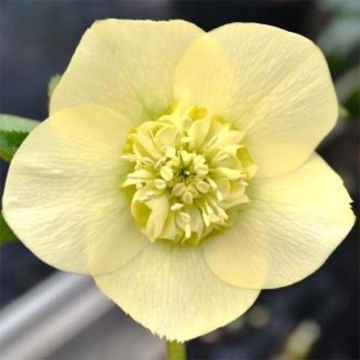 Helleborus Anemone Yellow - Lenteroos geel