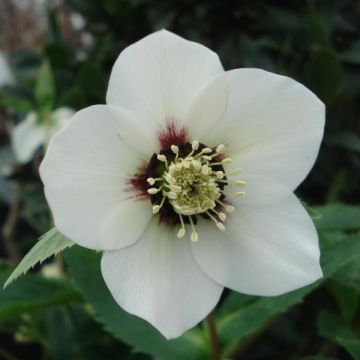 Helleborus White Red Center - Lenteroos wit rood