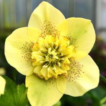 Helleborus Anemone Jaune Guttatus - Lenteroos geel gespikkeld