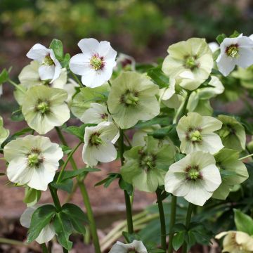 Helleborus White Red Center - Lenteroos wit rood