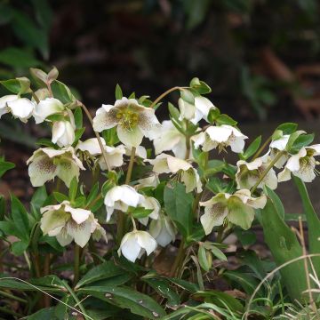 Helleborus White guttatus - Lenteroos wit gespikkeld