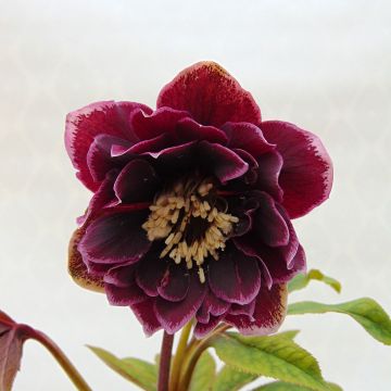 Helleborus Double Aubergine White Edge - Lenteroos dubbrel auberige met witte rand