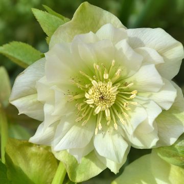 Helleborus Double White- lenteroos dubbel wit