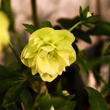 Helleborus Double Pale Yellow - lenteroos dubbel geel