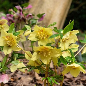 Helleborus orientalis Jaune guttatus - Lenteroos geel gespikkeld