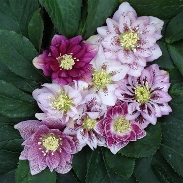 Helleborus Magic Double Rose - Lenteroos dubbel roze