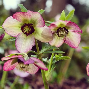 Helleborus Picotee - Lenteroos