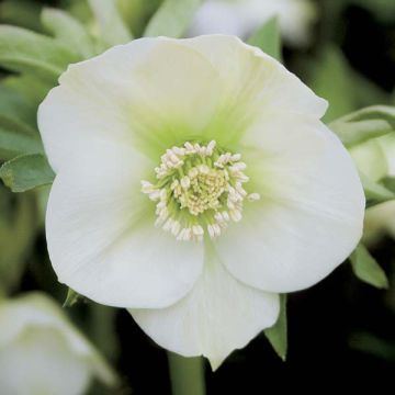 Helleborus White - Lenteroos wit