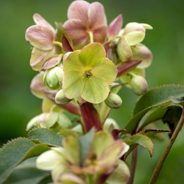 Helleborus sternii - Kerstroos