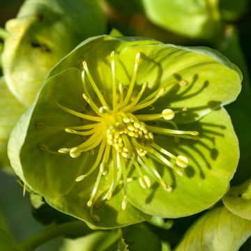 Helleborus sternii Remi - Kerstroos
