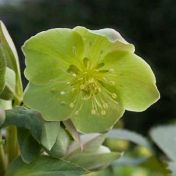 Helleborus sternii - Kerstroos