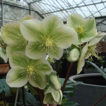 Helleborus nigercors Royal Sofia - Kerstroos