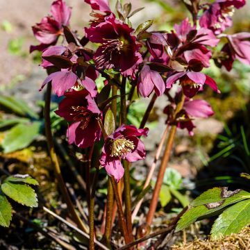 Helleborus orientalis subsp. abchasicus - Oosters nieskruid