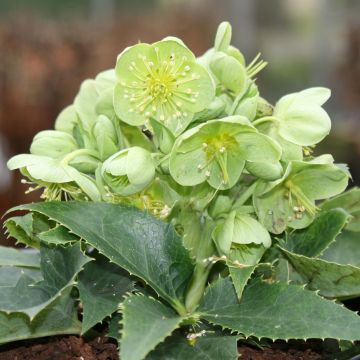 Helleborus argutifolius - Corsicaans nieskruid
