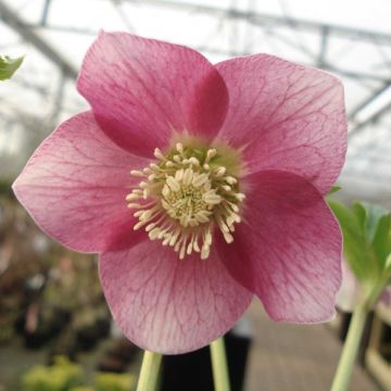 Helleborus Pink Green Centre - Lenteroos roze met groen hart