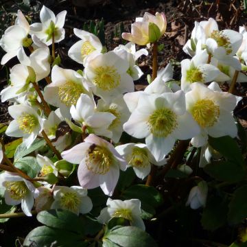 Helleborus niger - Kerstroos