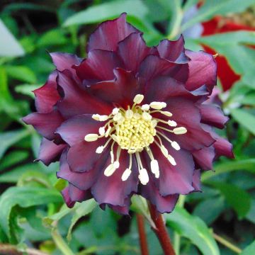 Helleborus Luisa - Lenteroos