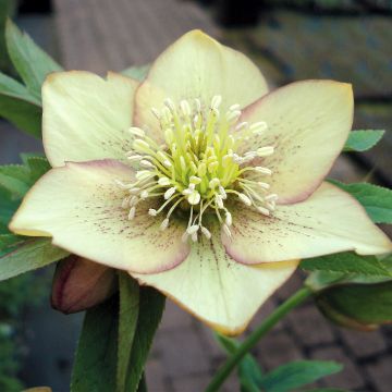 Helleborus orientalis Magic Abricot - Lenteroos apricote gespikkeld