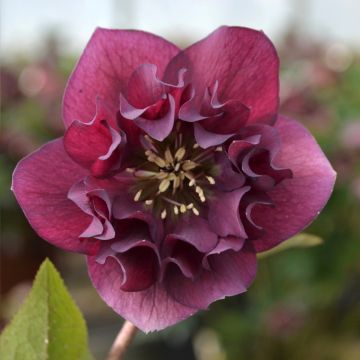 Helleborus ViV Vera - Lenteroos