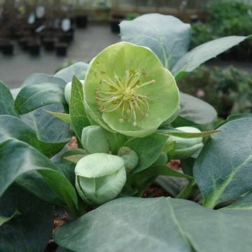Helleborus sternii Remi - Kerstroos