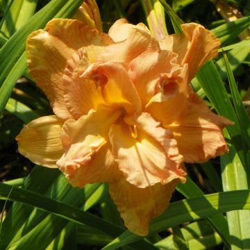 Hemerocallis Angelic Grin - Daglelie