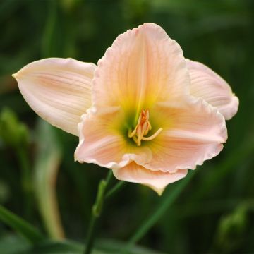 Hemerocallis Ava Michelle - Daglelie