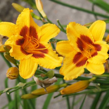Hemerocallis Black Eyed Susan - Daglelie