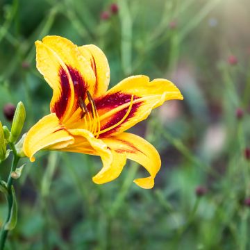 Hemerocallis Bonanza - Daglelie