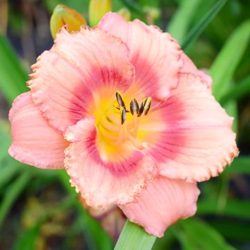 Hemerocallis Broadway Dreamer - Daglelie