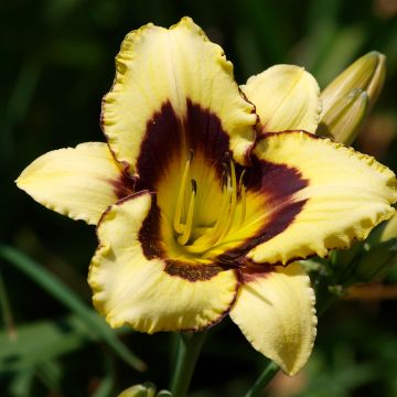 Hemerocallis Canadian Border Patrol - Daglelie