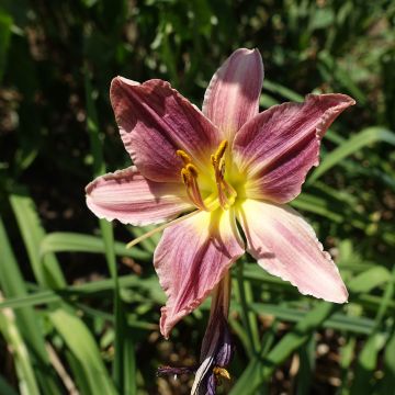 Hemerocallis Carmen Marie - Daglelie