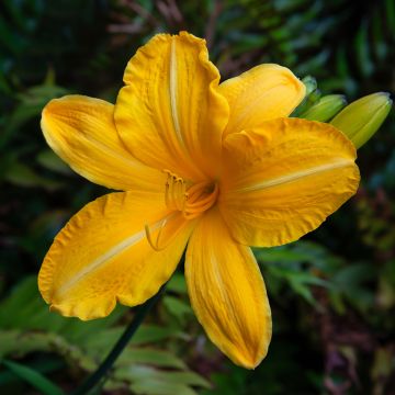 Hemerocallis Cartwheels - Daglelie