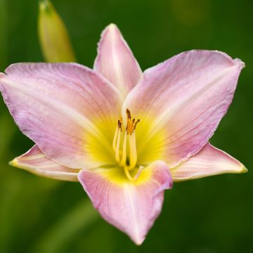 Hemerocallis Catherine Woodbury - Daglelie