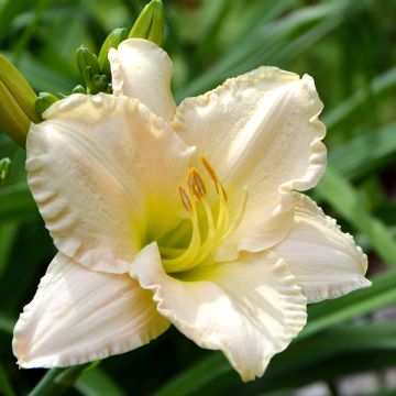 Hemerocallis Chateau Blanc - Daglelie